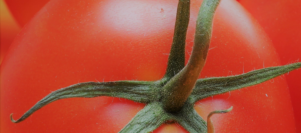 Banner Tomato Closeup